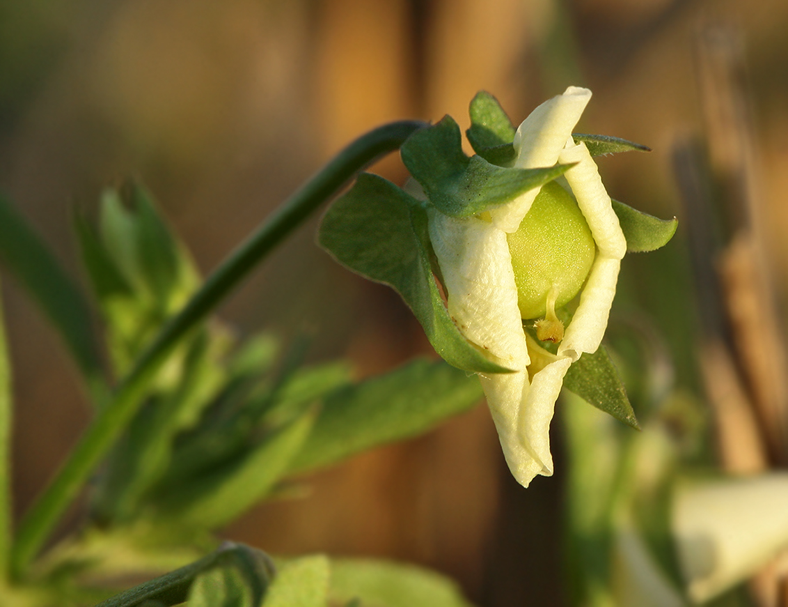 Image of Viola arvensis specimen.