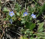 Gentiana squarrosa. Цветущее растение. Иркутская обл., Иркутский р-н, окр. дер. Ширяева. 26.07.2014.