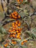 Hippophae rhamnoides. Ветка с плодами. Кыргызстан, Нарынская обл., левый берег р. Нарын, долина руч. Бурган-Суу. 27.09.2015.