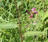 Pedicularis resupinata