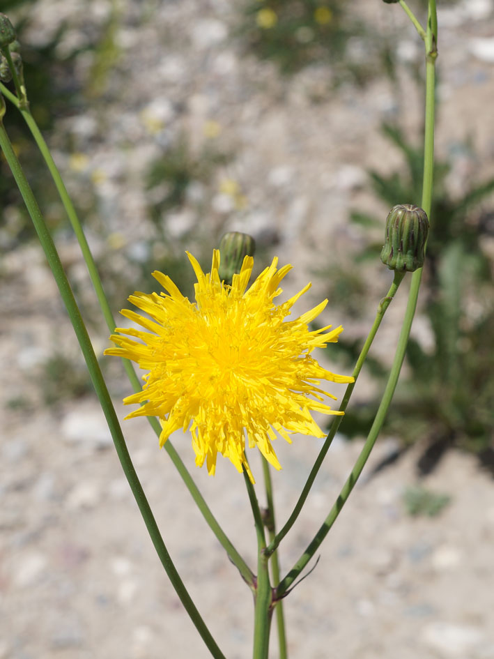 Изображение особи Sonchus arvensis.