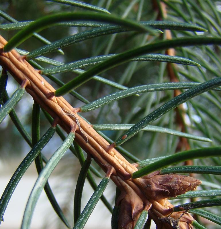 Image of Picea abies specimen.