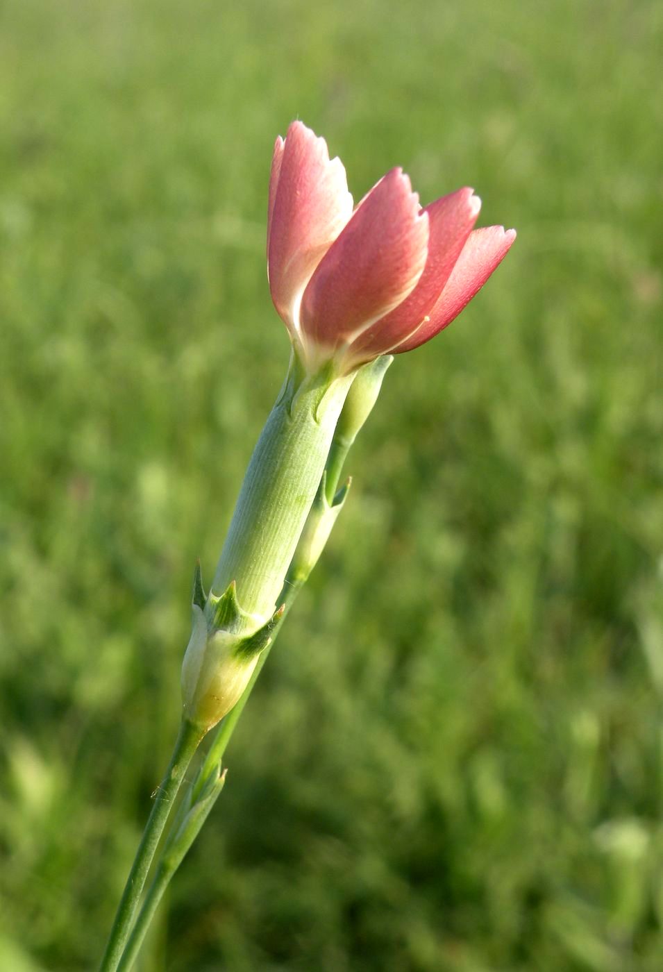 Image of Dianthus lanceolatus specimen.