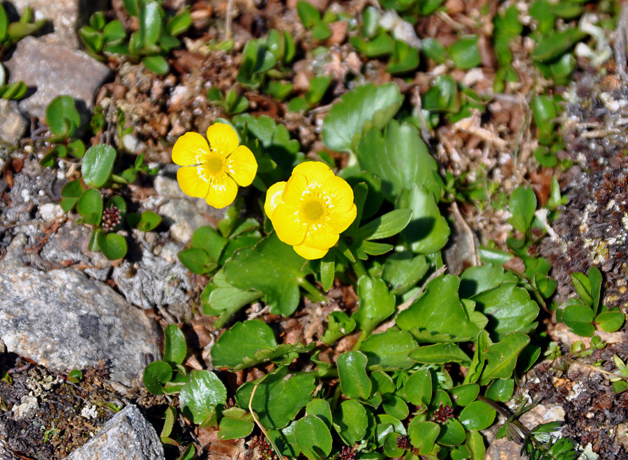 Image of Ranunculus sulphureus specimen.