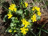 Caltha palustris