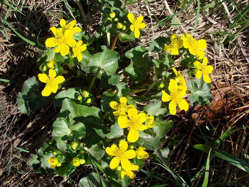 Изображение особи Caltha palustris.