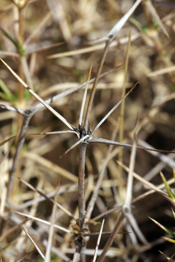 Image of Acanthophyllum pungens specimen.