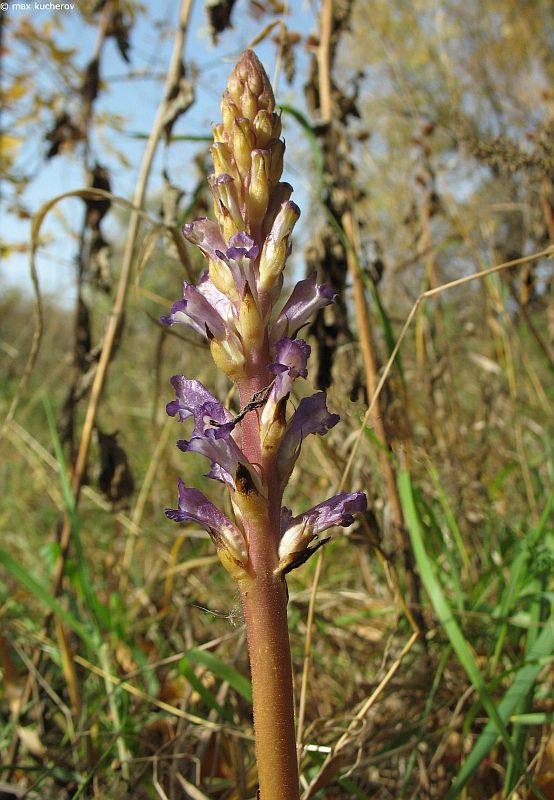 Image of Orobanche amoena specimen.