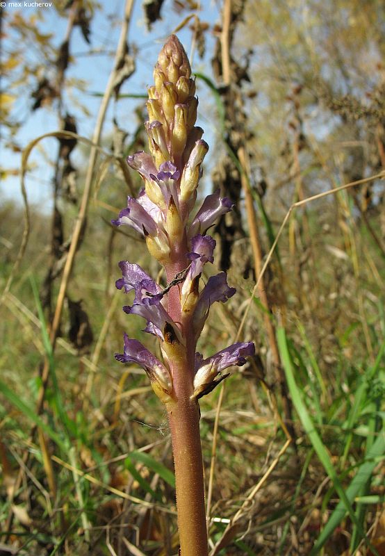 Изображение особи Orobanche amoena.