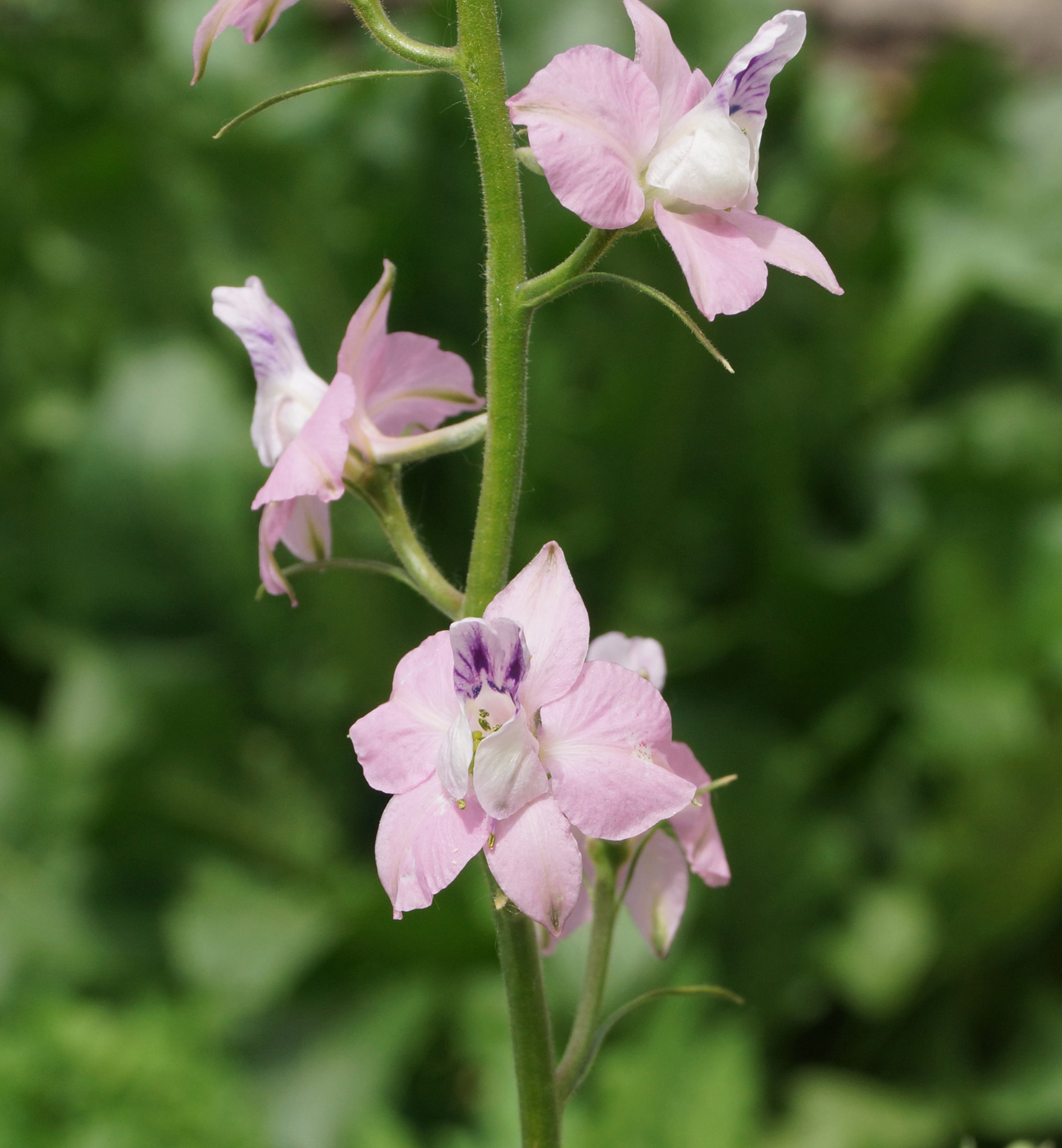 Image of Delphinium ajacis specimen.