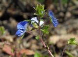 Veronica umbrosa