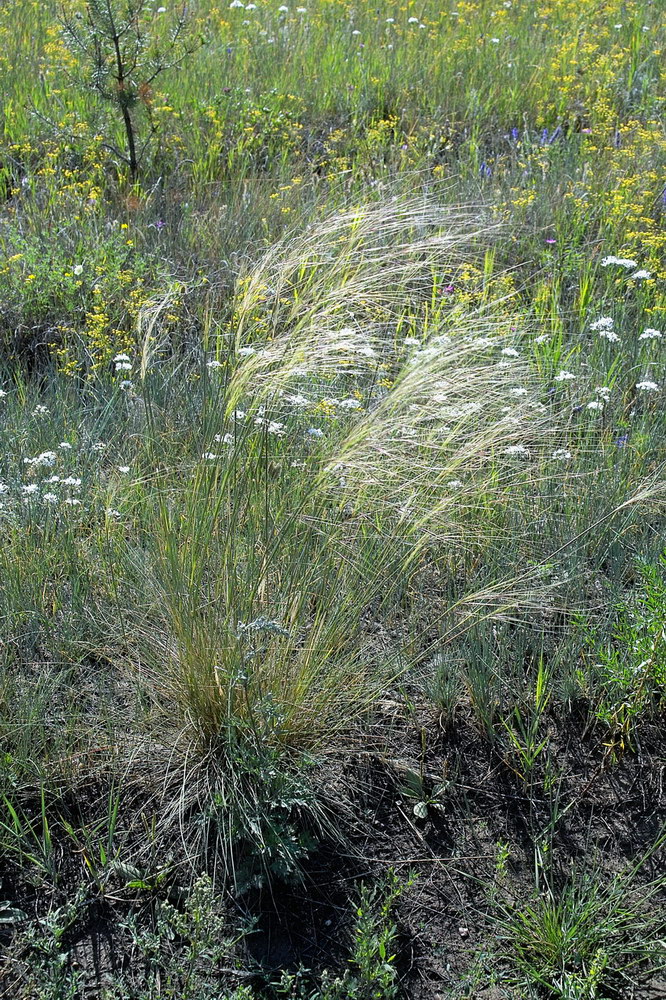 Изображение особи род Stipa.