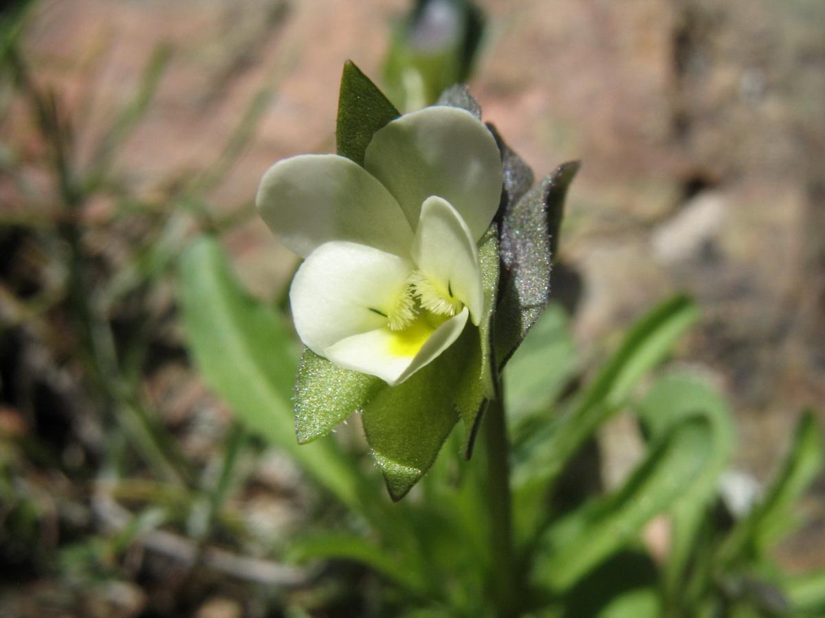 Image of Viola occulta specimen.