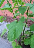 Persicaria orientalis