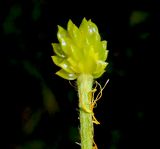 Image of specimen