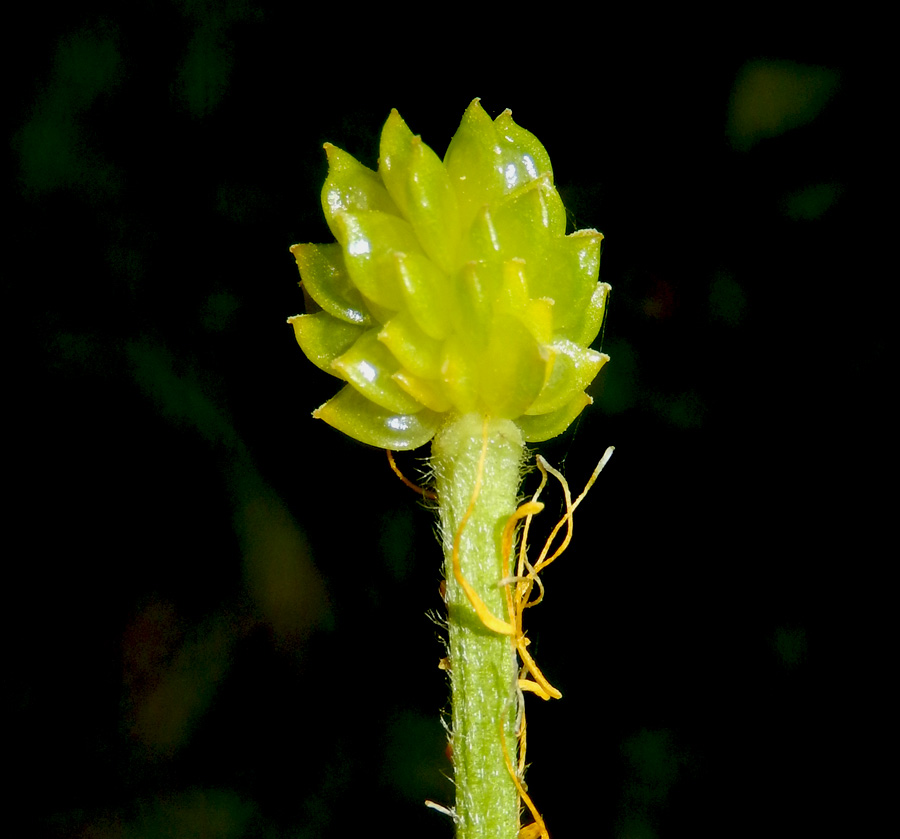 Image of Ranunculus aleae specimen.