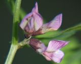 Vicia sepium