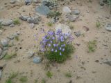 Campanula rotundifolia