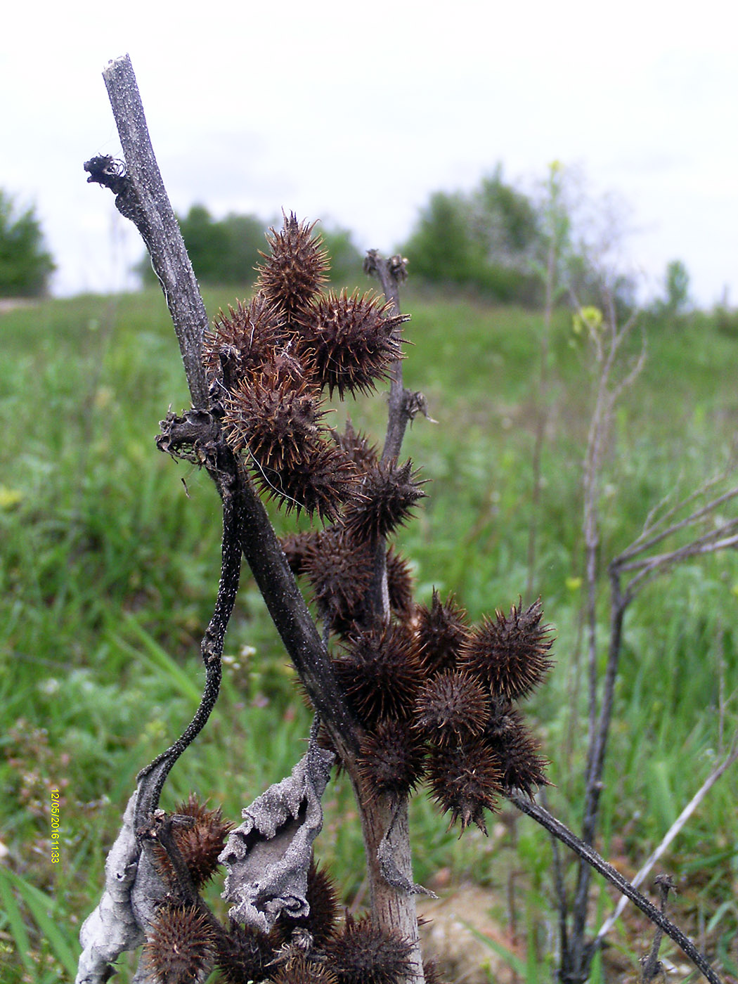 Image of Xanthium orientale specimen.