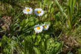 Bellis perennis. Цветущие растения. Псковская обл., Пушкиногорский р-н, дер. Бугрово, граница луга и тростниковых зарослей у пруда на р. Луговка. 08.05.2016.