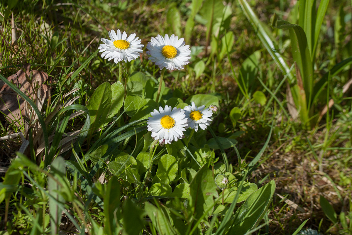 Image of Bellis perennis specimen.