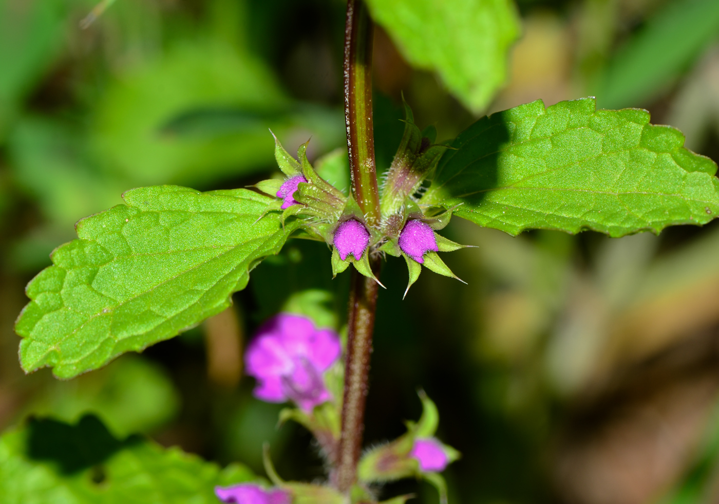 Изображение особи Stachys neurocalycina.