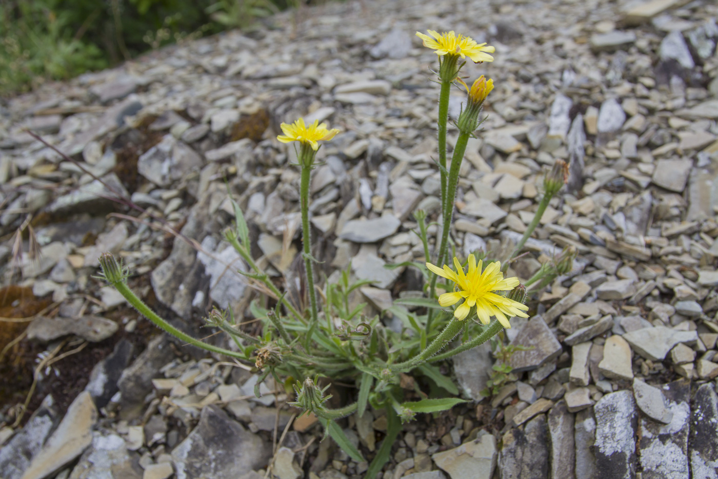 Изображение особи Picris pauciflora.