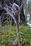 Pulsatilla uralensis