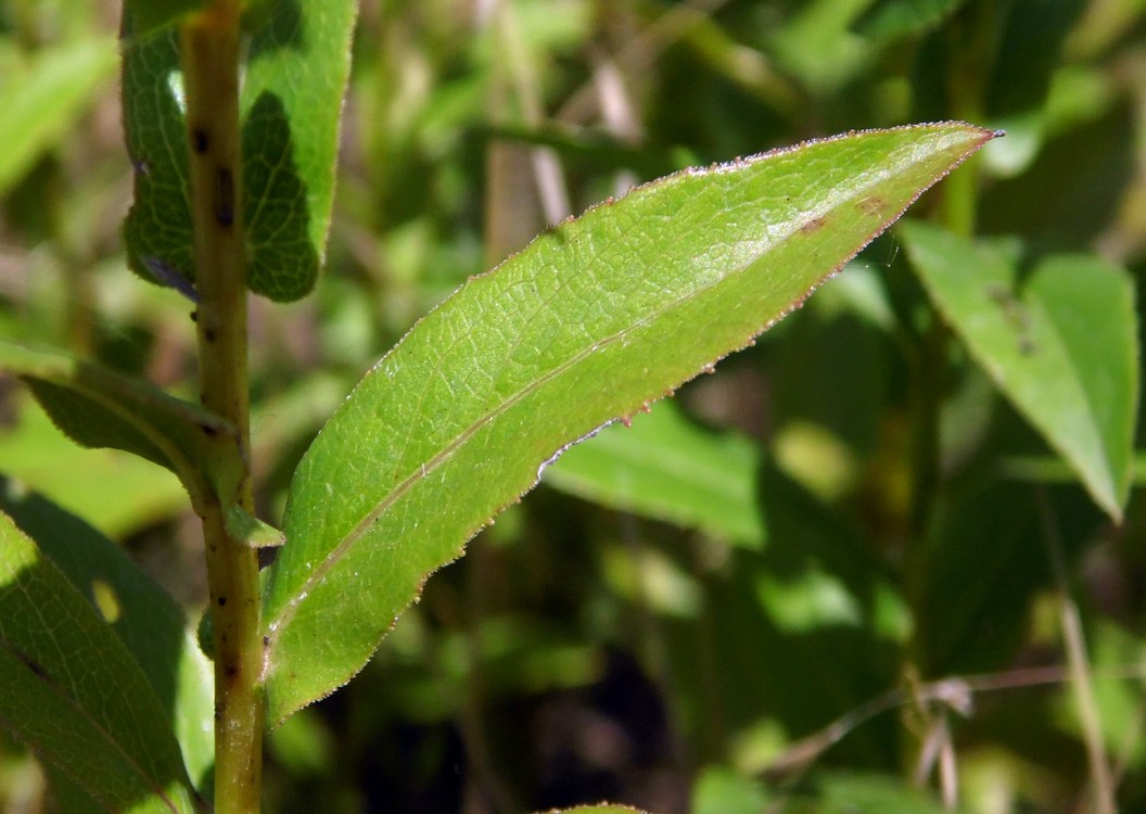 Изображение особи Inula salicina.