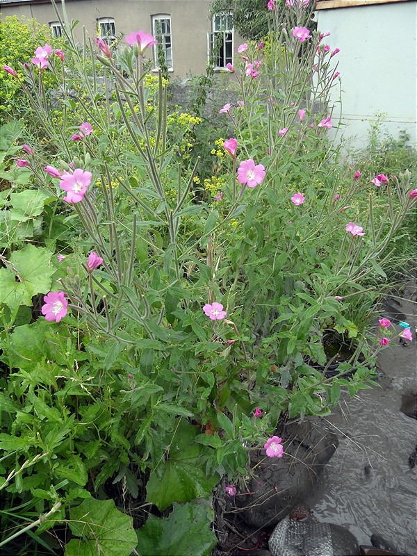 Image of Epilobium villosum specimen.