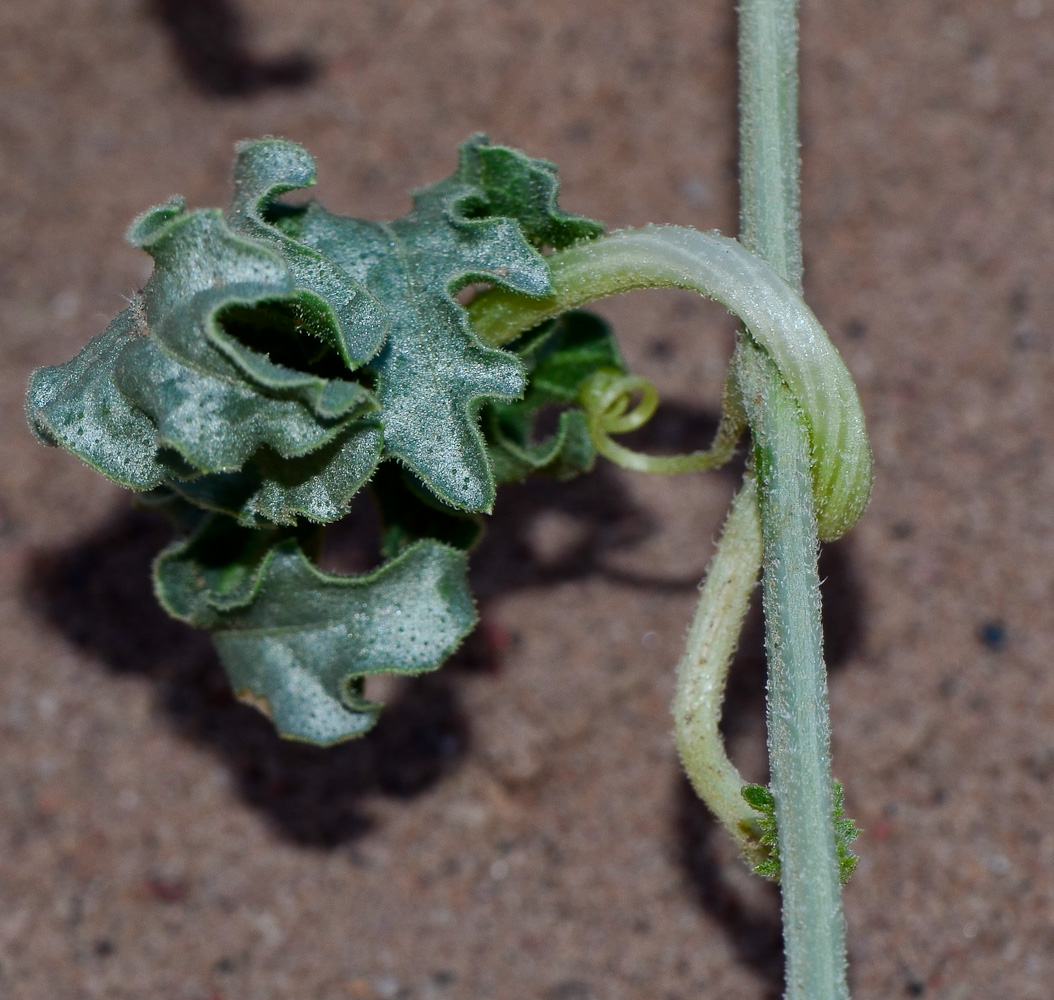 Изображение особи Citrullus colocynthis.