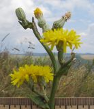 Image of taxon representative. Author is Татьяна Винокурова