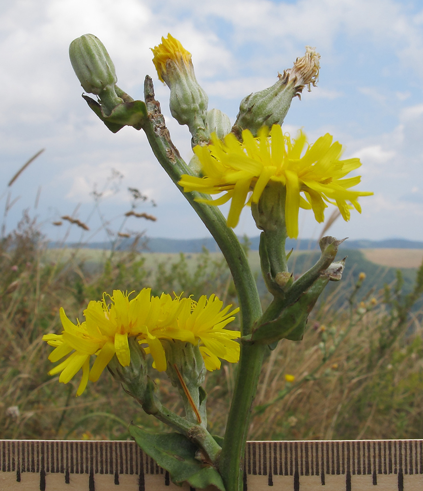 Изображение особи Crepis pannonica.