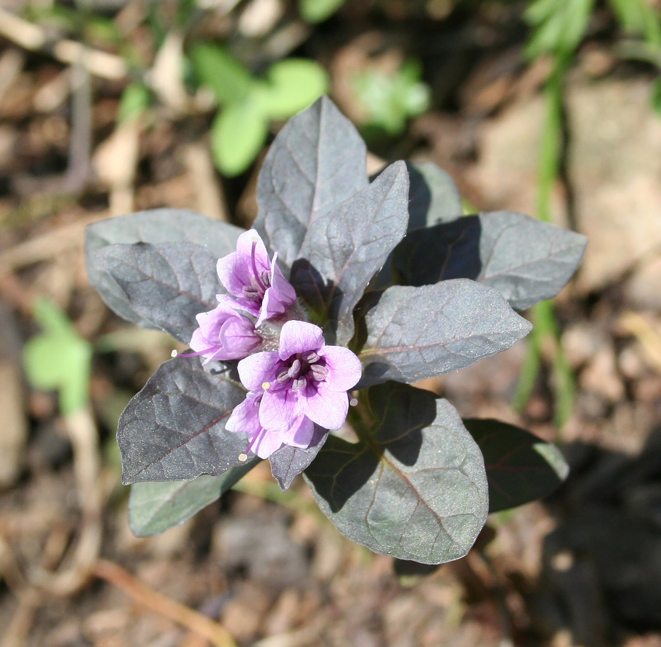 Изображение особи Physochlaina physaloides.