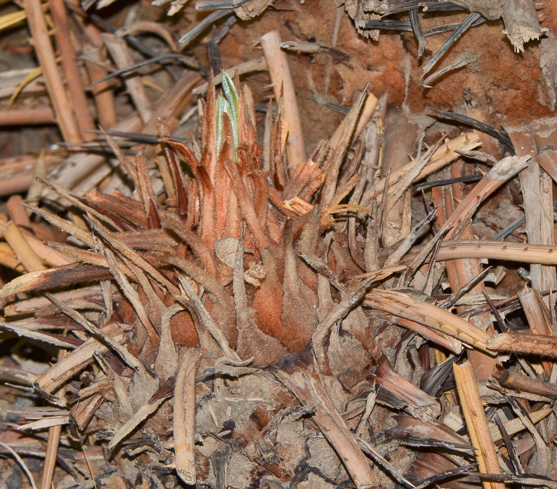 Image of Cycas revoluta specimen.
