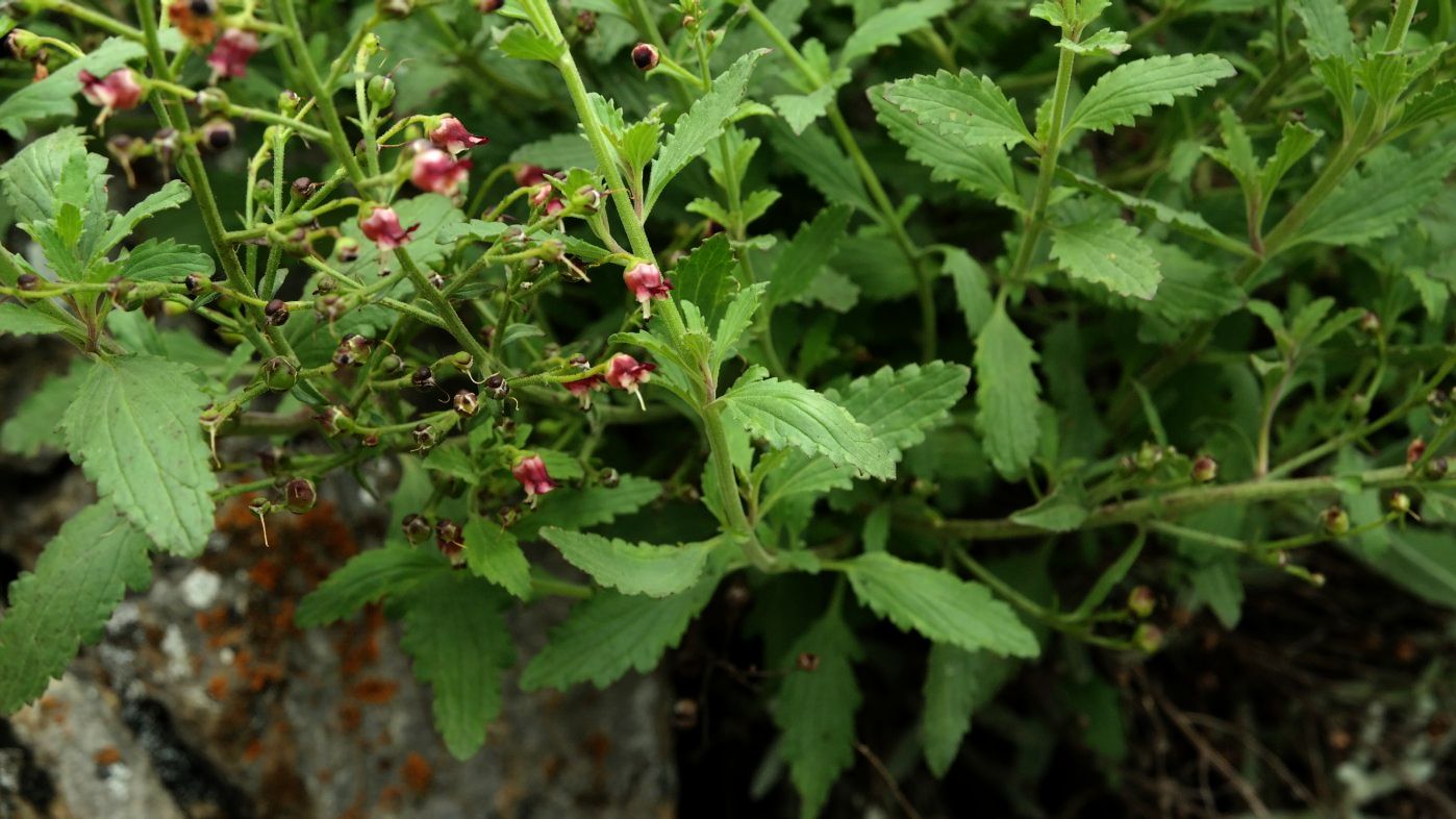 Изображение особи Scrophularia rupestris.