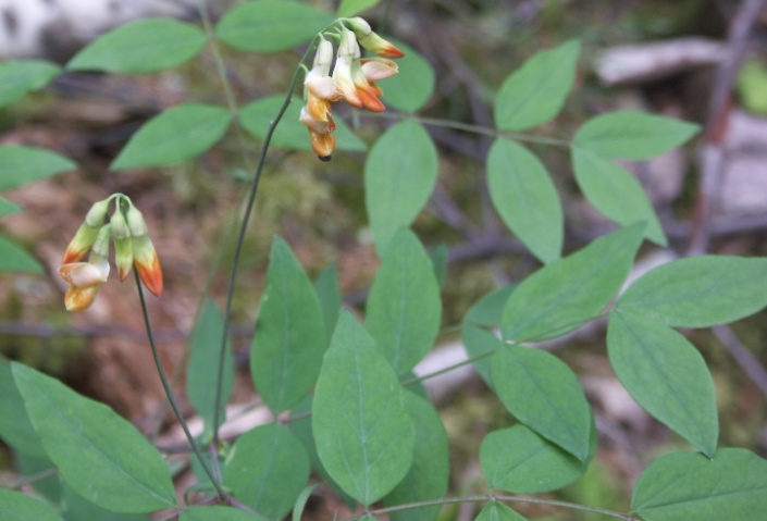 Изображение особи Lathyrus laevigatus.