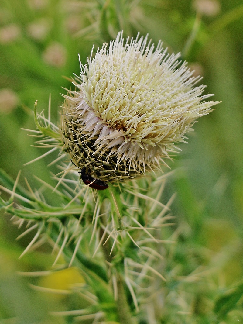 Изображение особи Cirsium echinus.