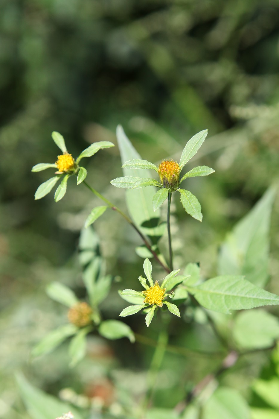 Image of Bidens frondosa specimen.