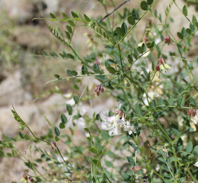 Image of Vicia venulosa specimen.