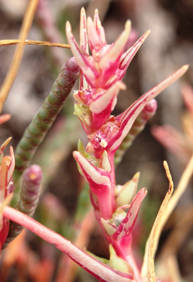 Image of Salsola soda specimen.