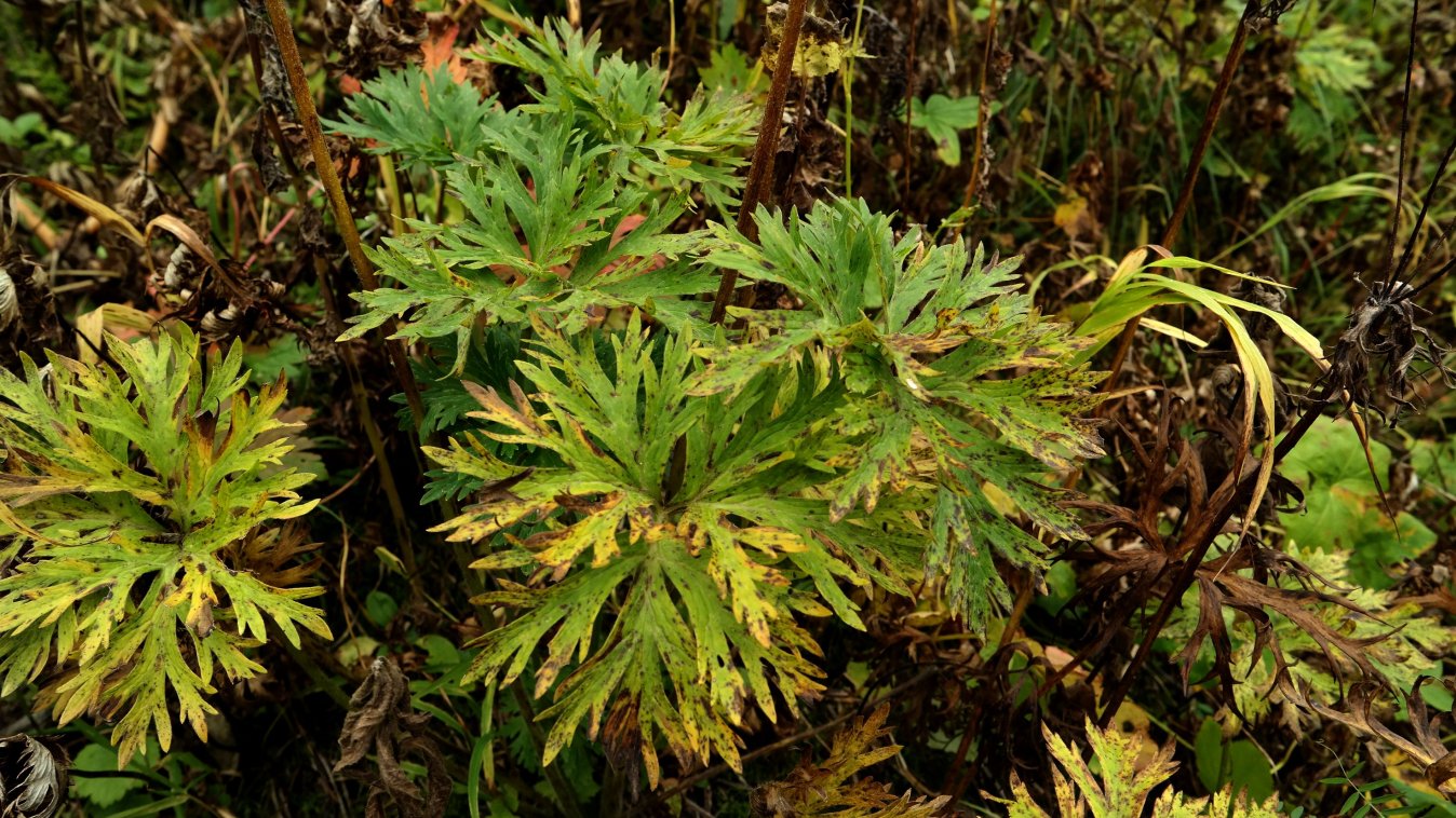 Image of Anemonastrum fasciculatum specimen.