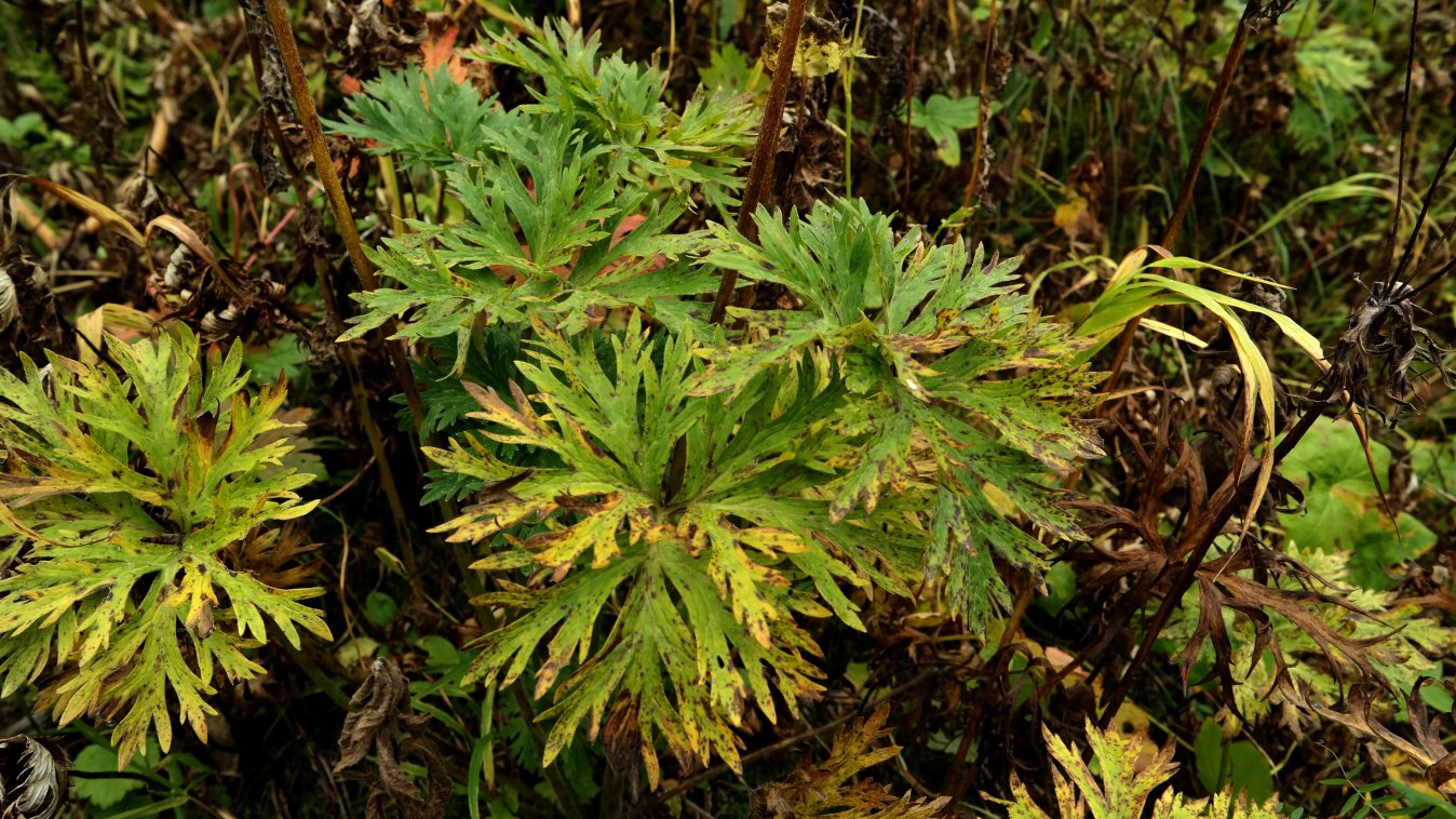 Изображение особи Anemonastrum fasciculatum.