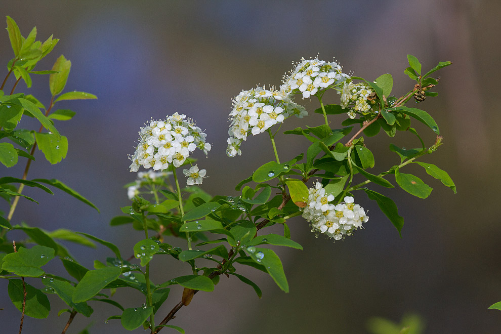 Изображение особи Spiraea media.