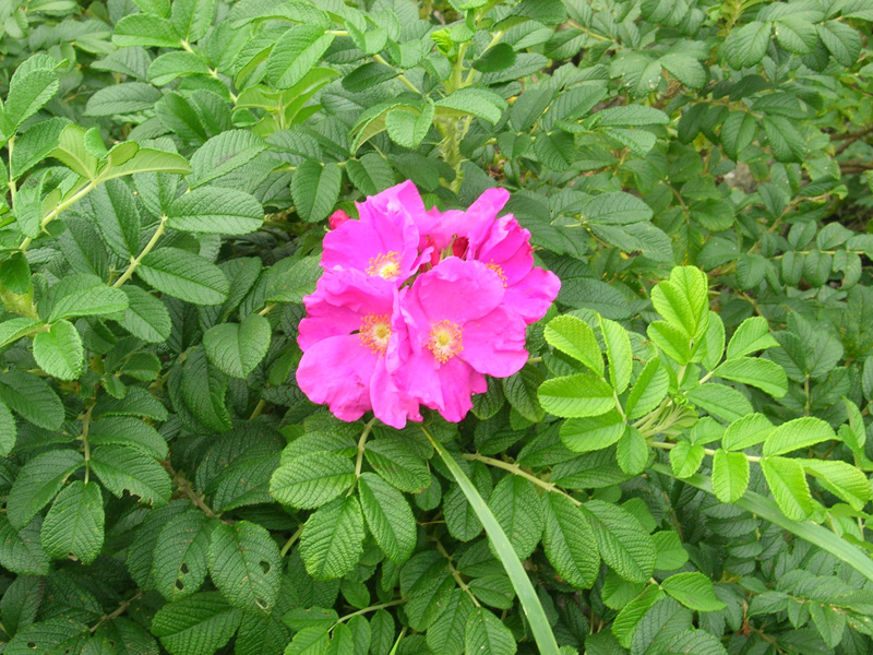 Image of Rosa rugosa specimen.