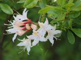 род Rhododendron