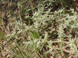 Herniaria incana разновидность angustifolia. Часть цветущего растения. Украина, г. Запорожье, о-в Хортица, восточный берег, склон балки. 11.06.2016.