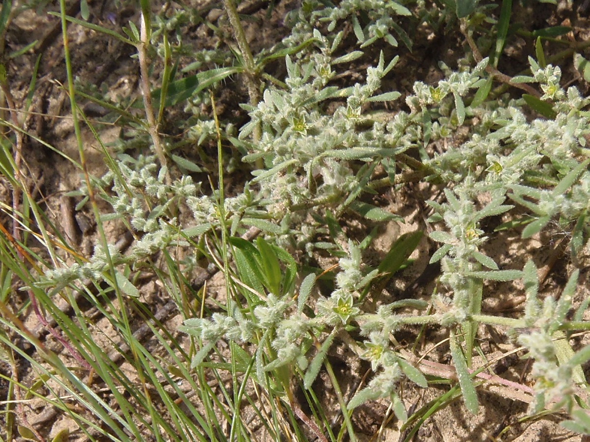 Image of Herniaria incana var. angustifolia specimen.