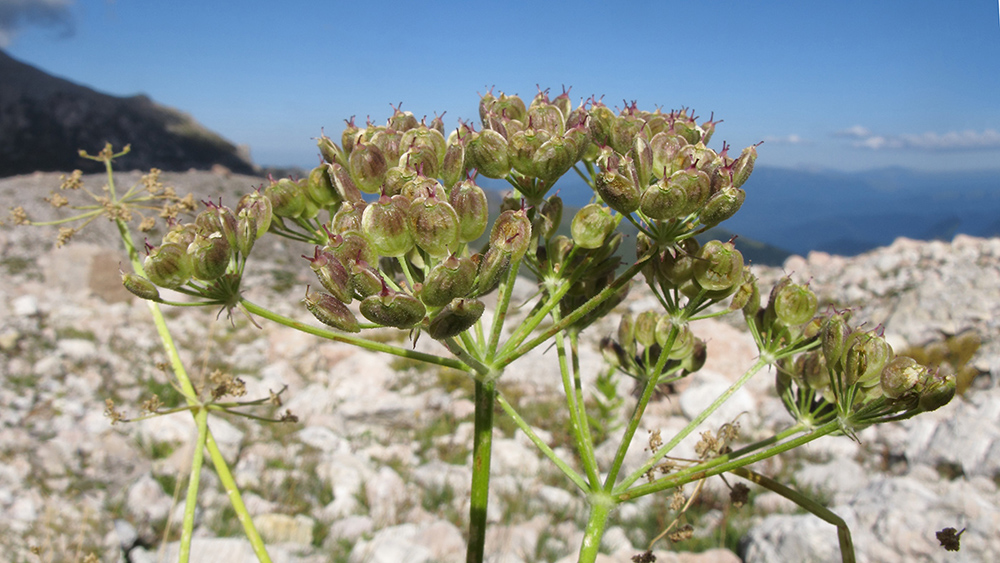 Изображение особи Heracleum freynianum.