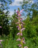 Pedicularis elata